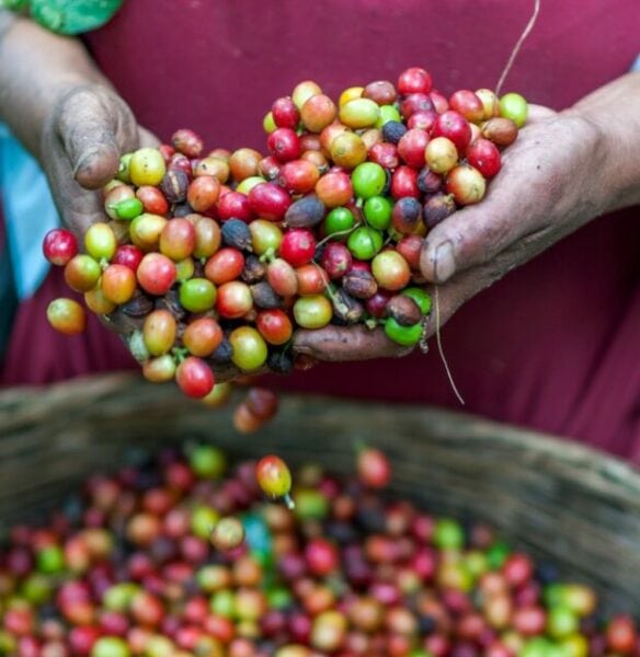 The hands of a farmer holding coffee beans